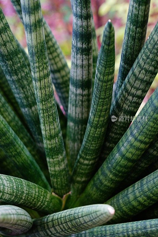 特写桑塞维里亚 · 西林德里卡在锅里